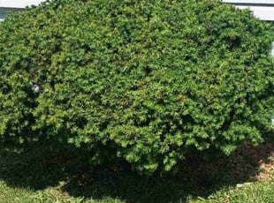 Bush Trimming by Reginald White for Stacy P. in Kansas City, MO