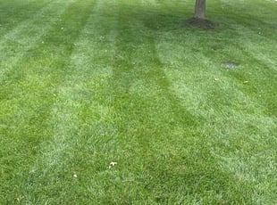 Joel B.'s Yard Cutting service result