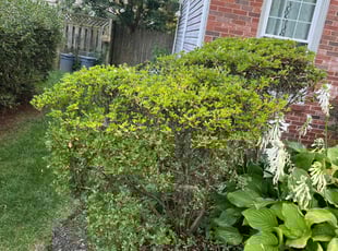 Bush Trimming by Jason Scott for George C. in Rockville, MD