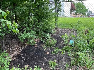 Leaf Removal by Walid Ahmad for Amy S. in Buffalo, NY