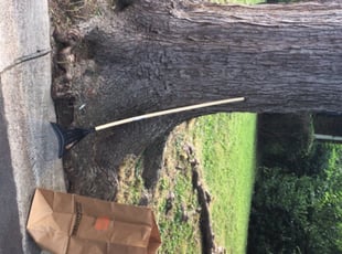 Cleanups by Paul Wright for Nicole D. in Silver Spring, MD