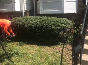 Bush Trimming by Harold Guzman for Rose B. in Montclair, VA