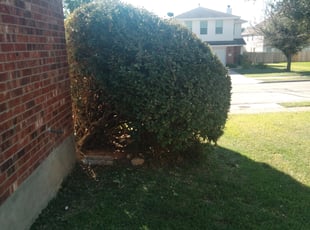 Bush Trimming by Keith Dlouhy for Cristian E. in Round Rock, TX