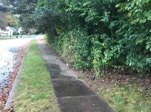 Bush Trimming by Lionel Foster for Alfred K. in Manchester, CT