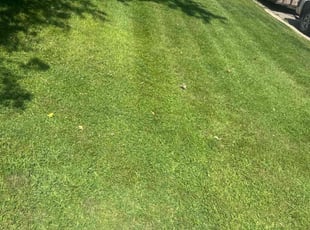 Illia T.'s Lawn Care service result