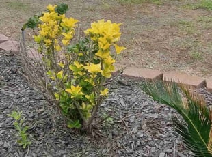 Bush Trimming by Alexis Perez for Nicholas N. in Cypress, TX