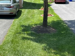 Therissa M.'s Lawn Care service result