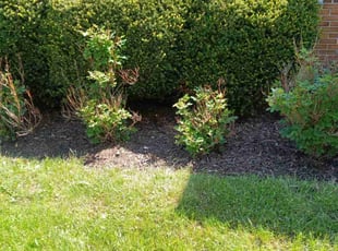 Weeding by Robert Boster for Melanie B. in Columbus, OH