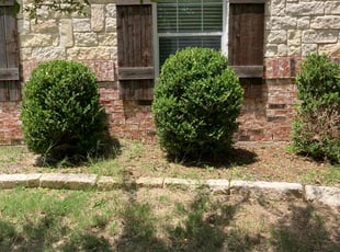 Tamika Y.'s Bush Trimming service result