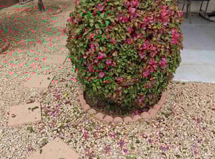 Bush Trimming by Marvin Gray for Genevieve L. in Phoenix, AZ