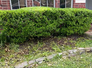 Bush Trimming by Kimberly GonzΓ‘lez for Teresa P. in Dickinson, TX