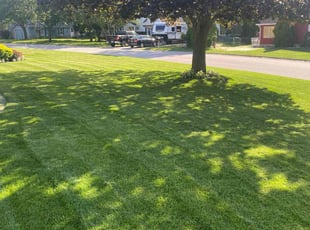 Ken s.'s Grass Cutting service result