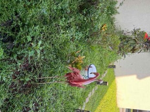 Weeding by Joseph Comerford for Keith r. in Palm Bay, FL