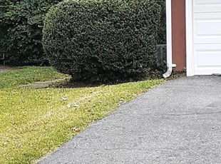 Bush Trimming by Ralph Tull for Dannielle D. in Willingboro, NJ