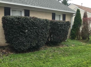 Bush Trimming by Brenton Seal for Louise A. in Virginia Beach, VA
