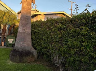 Bush Trimming by Fernando Gomez Rodriguez for Caroline G. in Los Angeles, CA