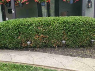Bush Trimming by Edward Mauler for Susan M. in Columbus, OH