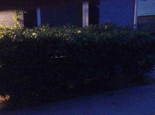 Bush Trimming by Dakota Lally for Maddie H. in Norman, OK