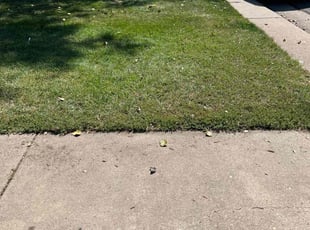 Leaf Removal by Sean Patterson for Emily B. in Littleton, CO