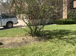 Bush Trimming by Jose Pineda for Dianara B. in Corpus Christi, TX