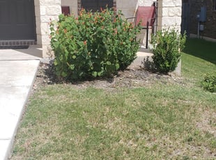 Bush Trimming by Luis Islas for Cherika K. in San Antonio, TX