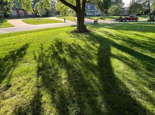 Chani D.'s Lawn Mowing service result