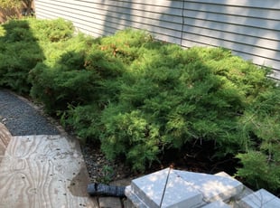 Bush Trimming by Justin Hillock for Austin Grey L. in Urbandale, IA