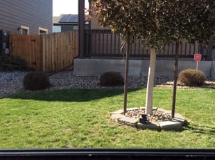 Bush Trimming by Chris Clark for Felicia C. in Colorado Springs, CO