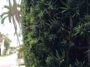 Bush Trimming by John Hernandez for Juan A. in Miami, FL