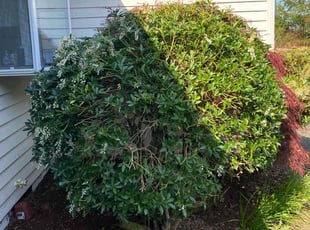 Bush Trimming by Jay Chavez for Sharita J. in Maple Valley, WA