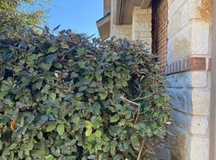Bush Trimming by Chris Rivera for Ramona M. in San Antonio, TX