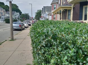 Bush Trimming by Peter Monopoli for Jennileen J. in Boston, MA