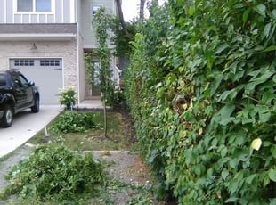 Bush Trimming by William King for Christopher S. in Nashville, TN