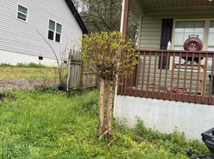 Bush Trimming by Ronald Lindsay for Dorothy Y. in Knoxville, TN