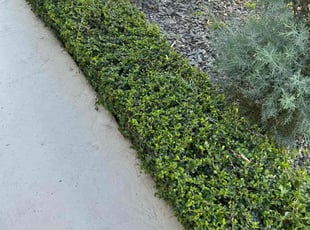 Bush Trimming by Michael Smith for Bridget H. in Fort Lauderdale, FL