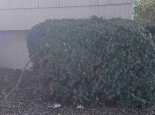 Bush Trimming by Cameron Lewis for Rachel S. in Raytown, MO