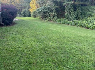 Rose R.'s Lawn Service service result