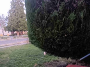 Bush Trimming by Randy Glidewell for Adam C. in Spokane, WA