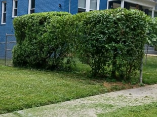 Bush Trimming by Jose Paz for Dorothy S. in Washington, DC