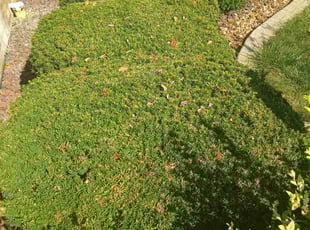 Bush Trimming by Daniel Burton for JB T. in Orland Park, IL