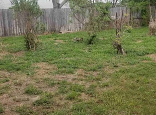 Bush Trimming by Ryan Anguiano for Laura P. in Corpus Christi, TX