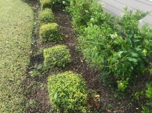 Weeding by Richard Barkley for Aeriell Q. in Jacksonville, FL
