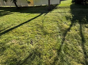 Teresa C.'s Lawn Mowing service result
