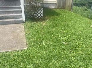Bush Trimming by Nicholas Harter for Arlene B. in Norfolk, VA