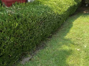 Bush Trimming by Sean Saulsby for Arnetta K. in Newport News, VA
