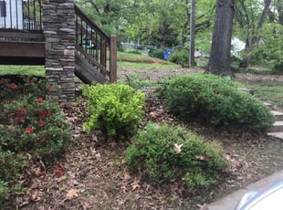 Bush Trimming by Brad Thomas for Helen H. in Asheville, NC