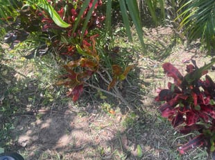 Weeding by Jaylon Fair for Ryan A. in Apopka, FL