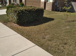 Bush Trimming by Micheal David for Rebekah M. in Leander, TX