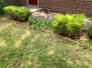 Lori Z.'s Bush Trimming service result