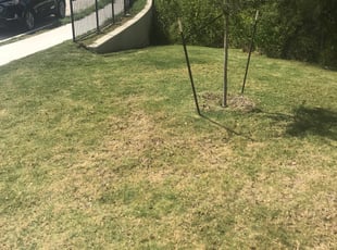 Leaf Removal by Jason Bernal for Willa S. in Austin, TX